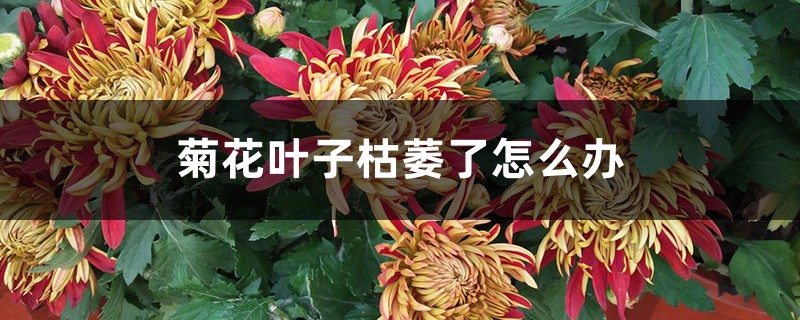 菊花葉子枯萎了怎么辦