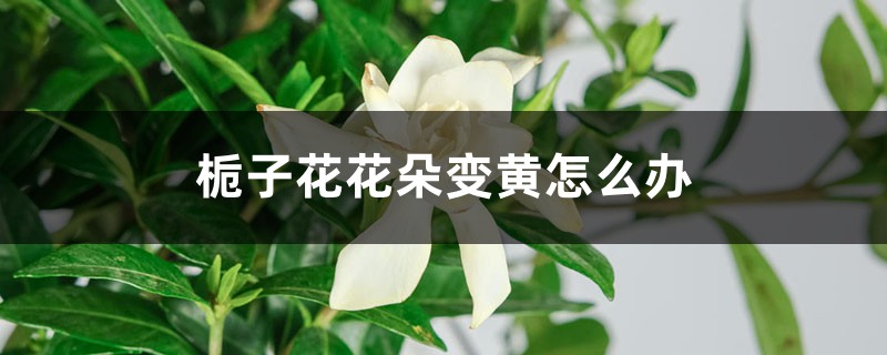 梔子花花朵變黃怎么辦