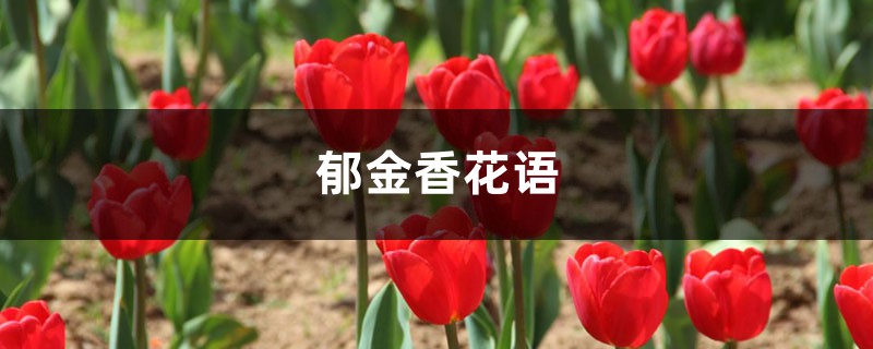 郁金香花語