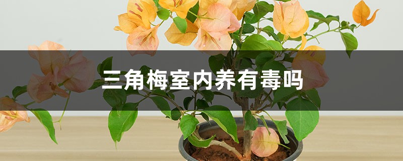 三角梅室內(nèi)養(yǎng)有毒嗎