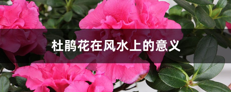 杜鵑花在風(fēng)水上的意義，杜鵑花忌諱放在家嗎