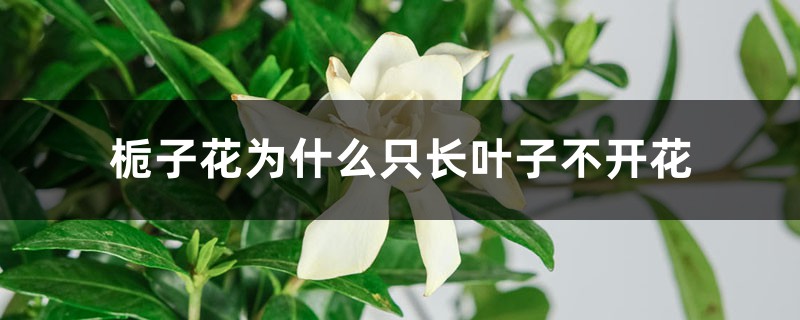 梔子花為什么只長(zhǎng)葉子不開花