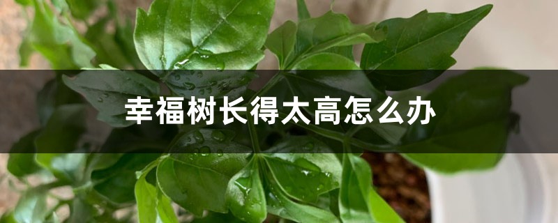 幸福樹長(zhǎng)得太高怎么辦