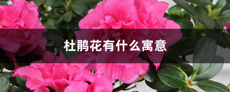 杜鵑花有什么寓意，杜鵑花為什么是禁花