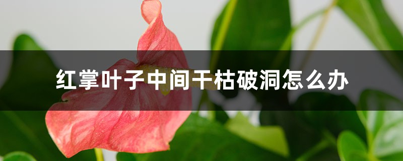 紅掌葉子中間干枯破洞怎么辦