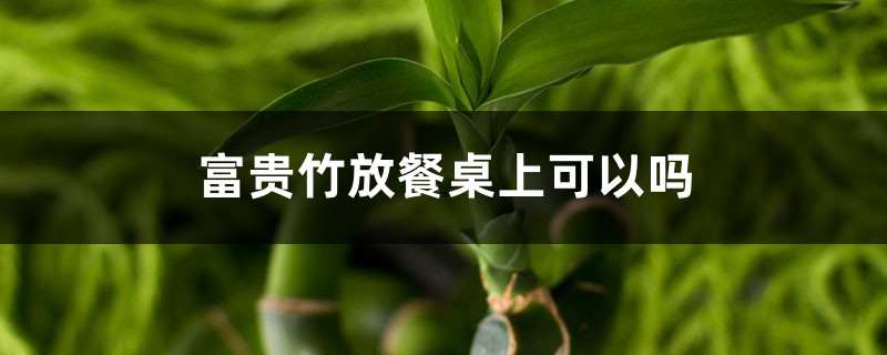 富貴竹放餐桌上可以嗎，富貴竹可以放茶幾上嗎