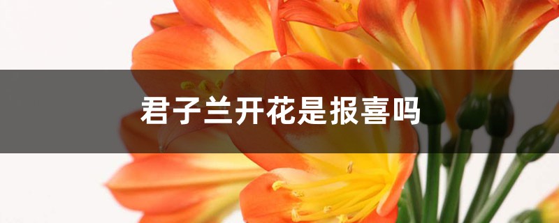 君子蘭開花是報喜嗎，君子蘭開花的迷信說法