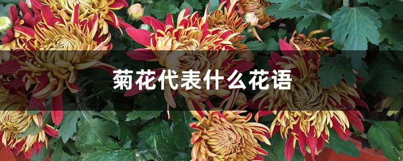 菊花的花語是什么，代表什么含義？