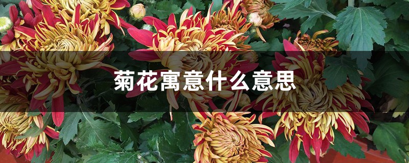 菊花寓意什么意思