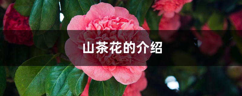 山茶花的介紹