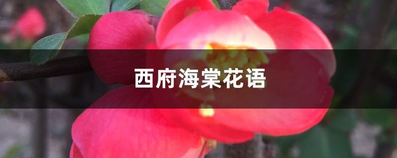 西府海棠的花語是什么，象征意義是什么？