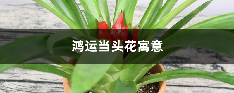 鴻運當(dāng)頭花寓意