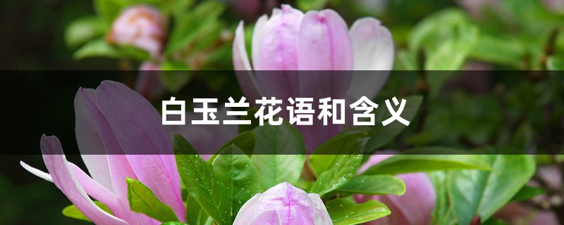 白玉蘭花語和含義