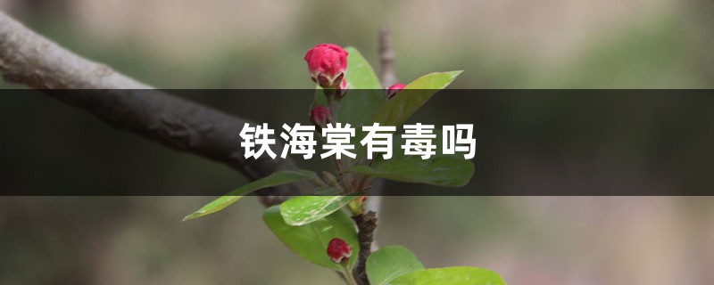 鐵海棠有毒嗎