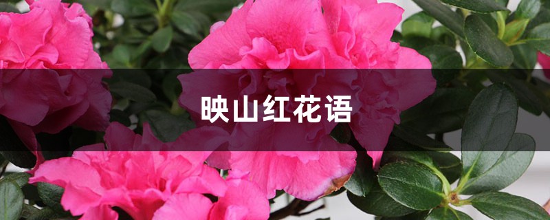 映山紅的花語是什么，有什么寓意？