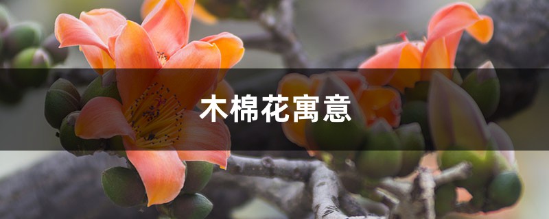 木棉花寓意