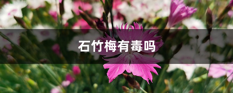 石竹梅有毒嗎，能在家養(yǎng)嗎？