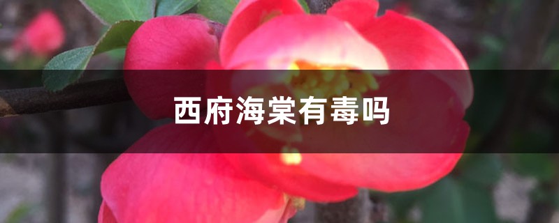 西府海棠有毒嗎，能在家養(yǎng)嗎？