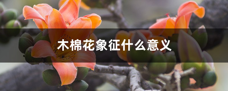 木棉花象征什么意義