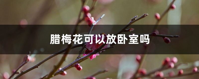 臘梅花可以放臥室嗎