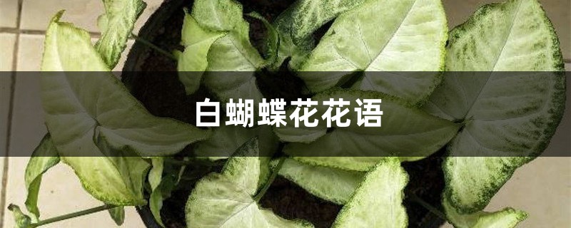 白蝴蝶花花語