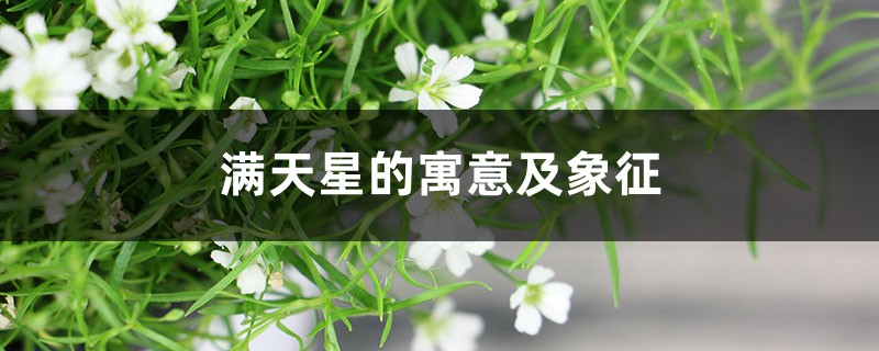 滿天星的寓意及象征