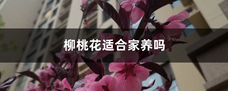 柳桃花適合家養(yǎng)嗎