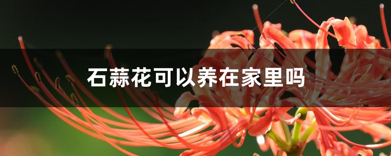 石蒜花可以養(yǎng)在家里嗎