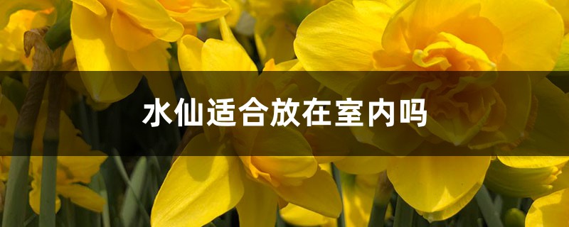 水仙適合放在室內(nèi)嗎