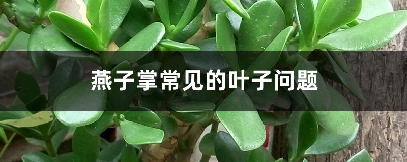 燕子掌常見(jiàn)的葉子問(wèn)題