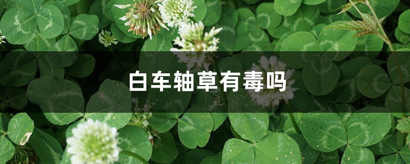 白車軸草有毒嗎，白車軸草人可以吃嗎