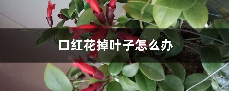 口紅花掉葉子怎么辦