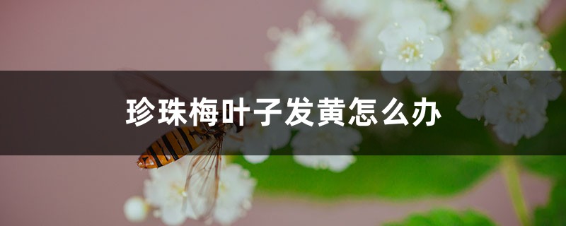 珍珠梅葉子發(fā)黃怎么辦