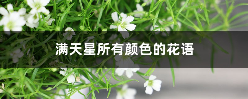 滿天星花語，滿天星所有顏色的花語