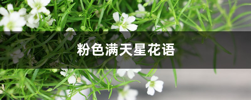 粉色滿天星花語，滿天星的寓意