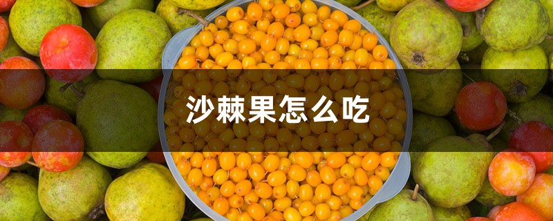 沙棘是什么，沙棘果怎么吃