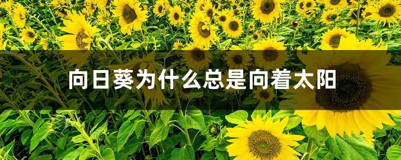 向日葵為什么總是向著太陽(yáng)（陽(yáng)光中的向日葵）