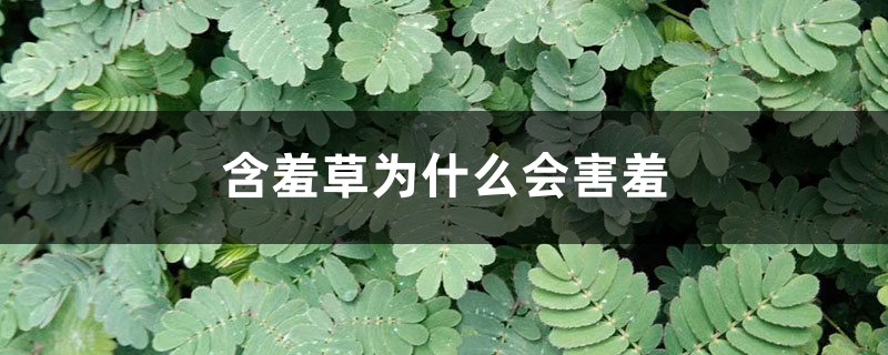 含羞草為什么會(huì)害羞，含羞草的圖片