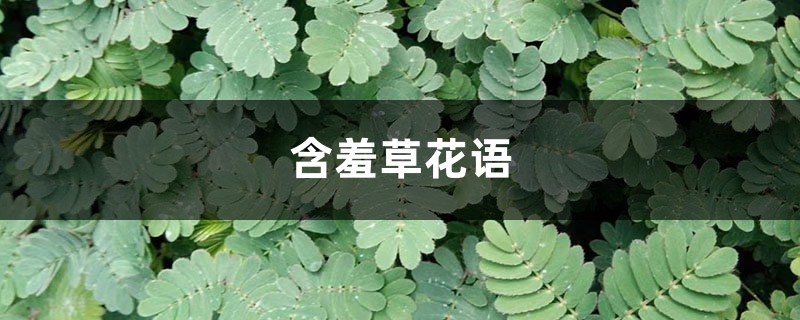 含羞草花語(yǔ)，含羞草開花嗎