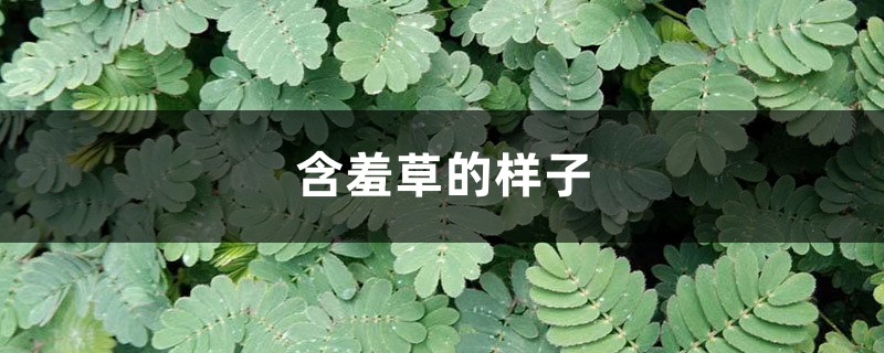 含羞草的樣子，含羞草的葉子像什么