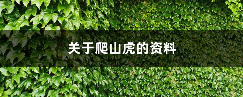 關(guān)于爬山虎的資料，爬山虎長(zhǎng)什么樣子圖片