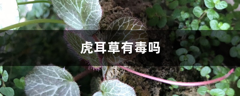 虎耳草有毒嗎，虎耳草可以煎水喝嗎