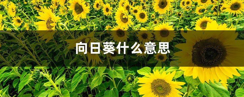 向日葵什么意思，向日葵為什么叫向日葵