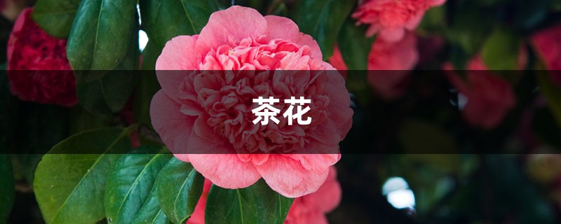 養(yǎng)茶花，你竟然不懂這3件事？難怪養(yǎng)一盆死一盆！