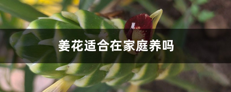 姜花適合在家庭養(yǎng)嗎