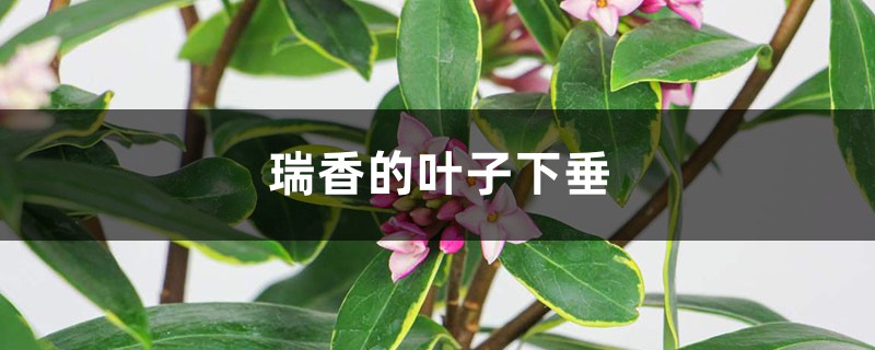 瑞香的葉子下垂