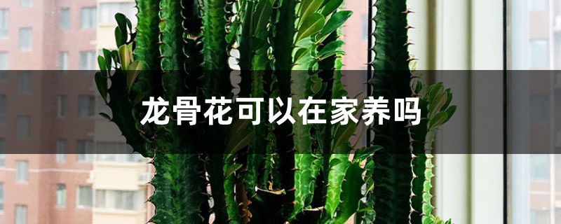 龍骨花可以在家養(yǎng)嗎