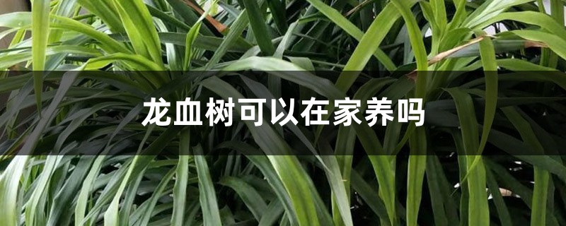 龍血樹可以在家養(yǎng)嗎