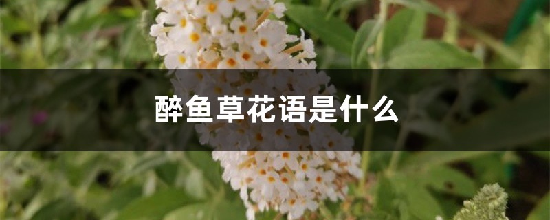 醉魚草花語是什么