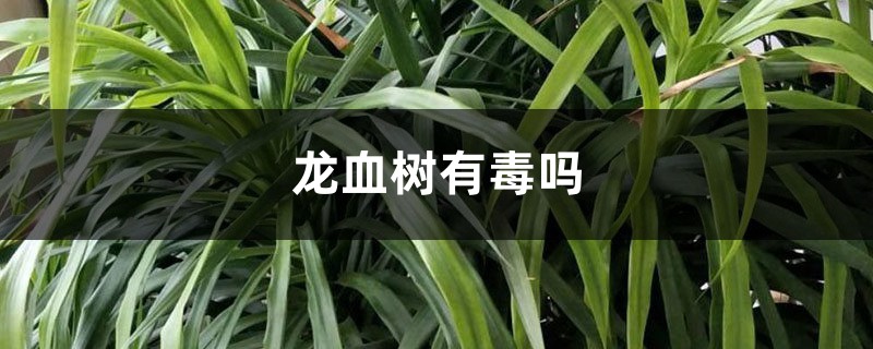 龍血樹有毒嗎